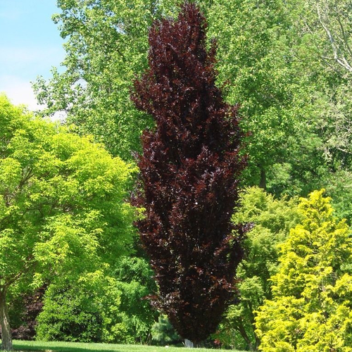 Fagus sylvatica 'Rohan Obelisk'