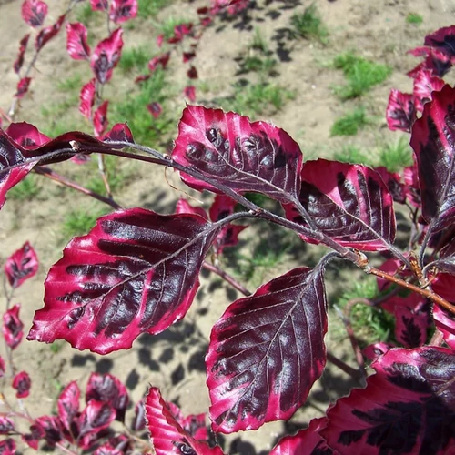 Fagus sylvatica 'Tricolor'
