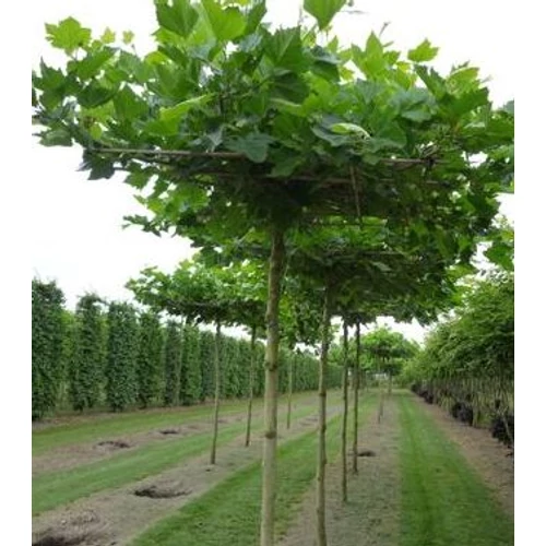 Firmiana platanifolia