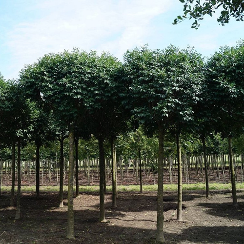 Fraxinus ornus 'Mecsek'