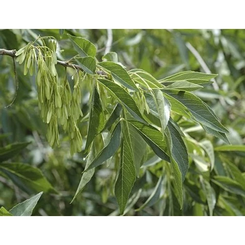 Fraxinus pennsylvanica