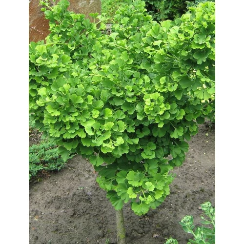 Ginkgo biloba 'Anny's Dwarf'