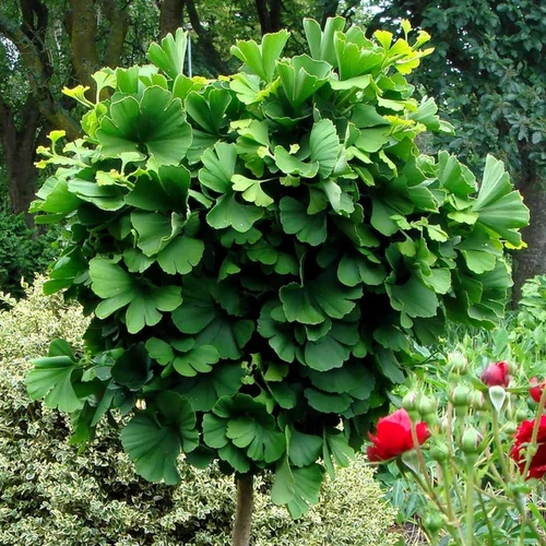 Ginkgo biloba 'Mariken'
