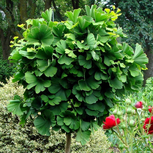 Ginkgo biloba 'Mariken'