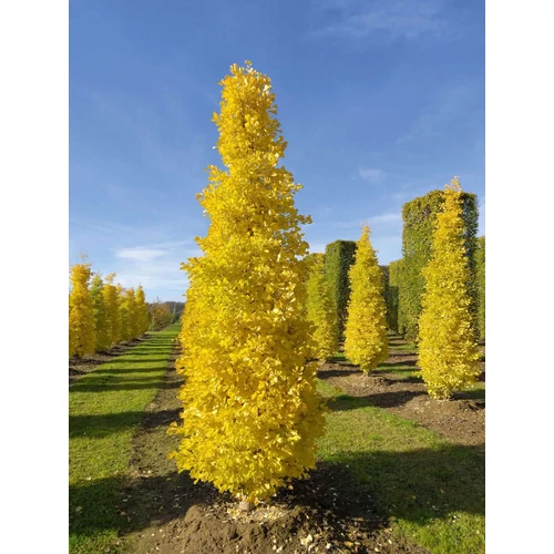 Ginkgo biloba 'Menhir'