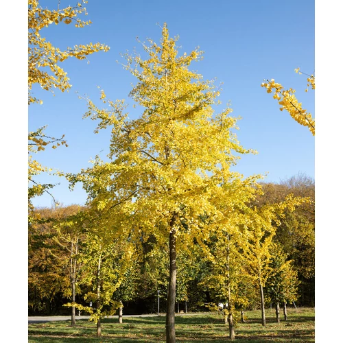 Ginkgo biloba