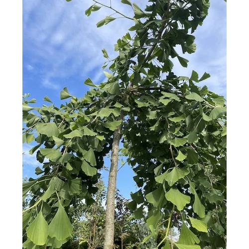 Ginkgo biloba 'Pendula'