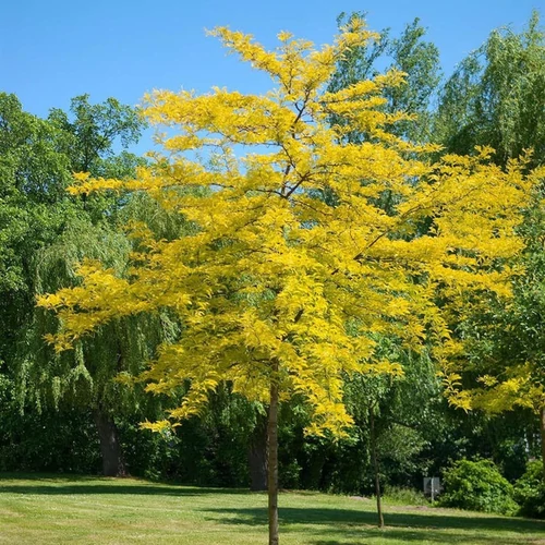 Gleditsia triacanthos 'Sunburst'