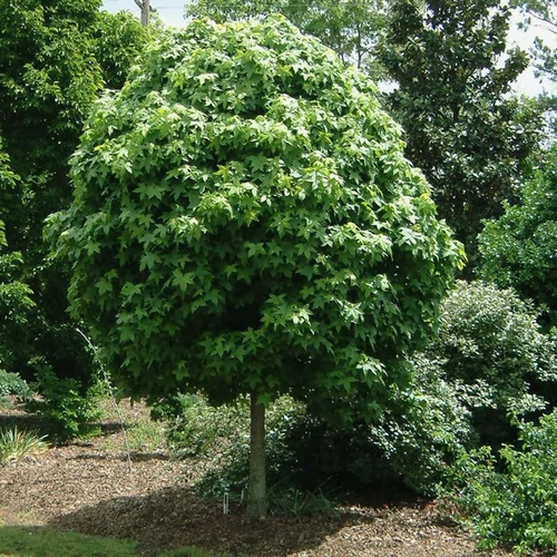 Liquidambar styraciflua 'Oconee'