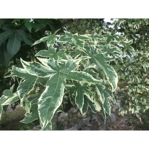 Liquidambar styraciflua 'Silver King'