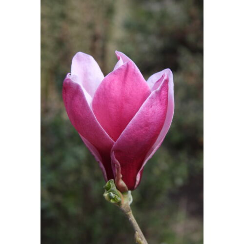 Liliomfa kívül bordó belül fehér virág - Magnolia 'March Till Frost' 100/125cm K10,5l