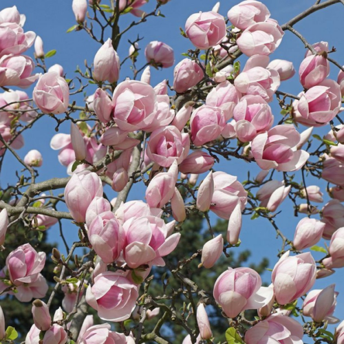 Liliomfa rózsaszín - Magnolia soulangeana 80/100cm K2l