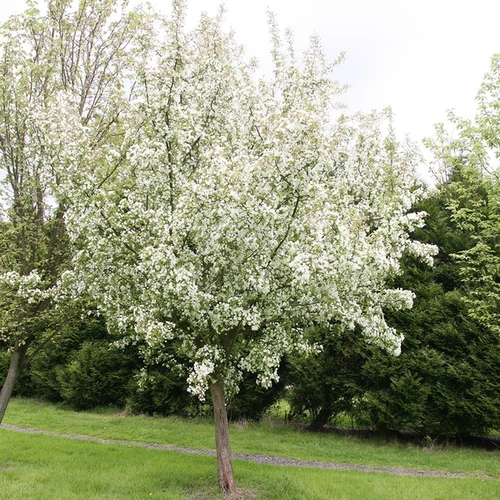 Malus 'John Downie'