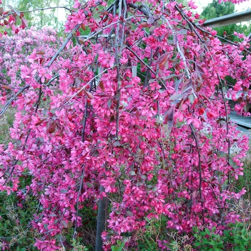 Malus 'Royal Beauty'