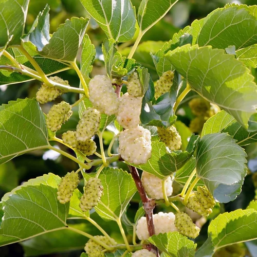 Morus alba 'Eldorado'