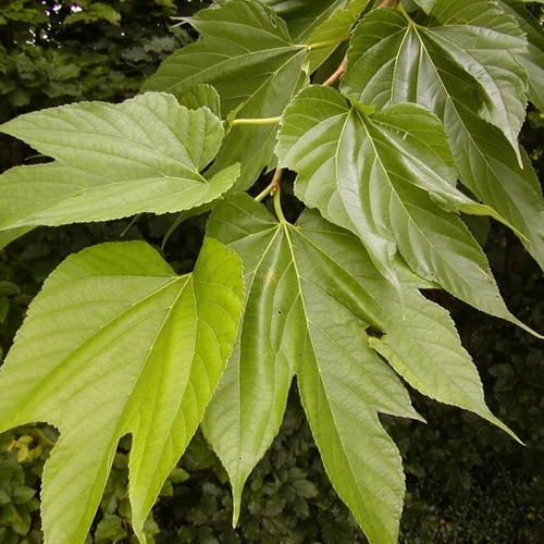 Morus alba 'Macrophylla'