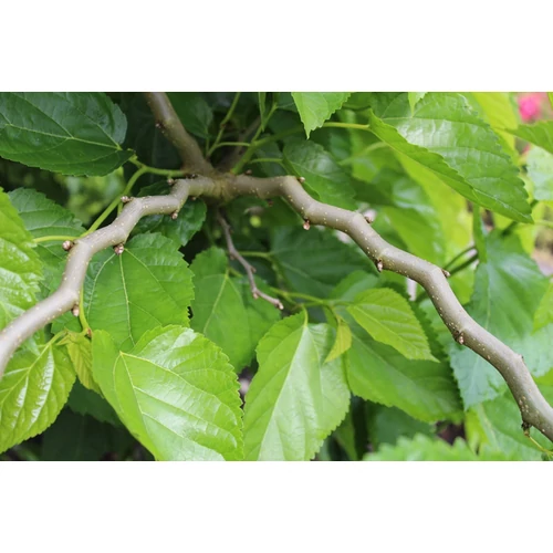 Morus alba 'Spirata'
