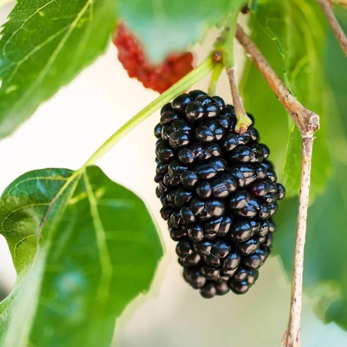 Morus alba 'Sziciliai fekete'