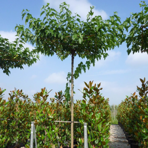 Morus platanifolia (Morus kagayamae) 'Fruitless'