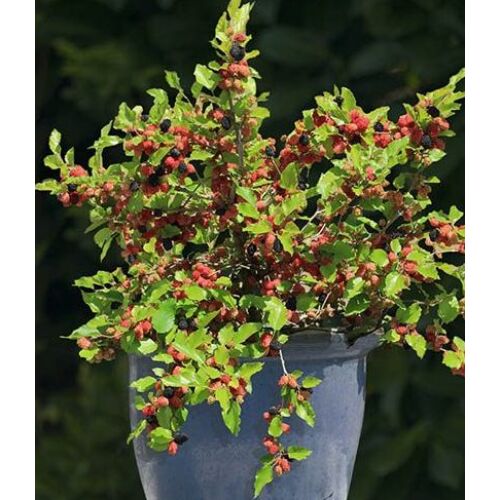 Eperfa törpe - Morus rotundifolia 'Mojo Berry' 20/30cm K4l
