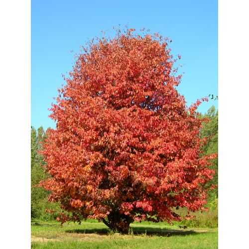 Parrotia persica 'Persian Spire'