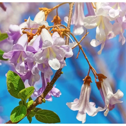 Paulownia fortunei 'April Light'