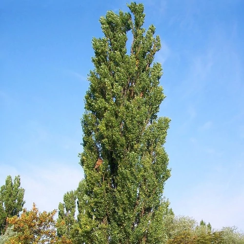 Populus simonii 'Fastigiata'