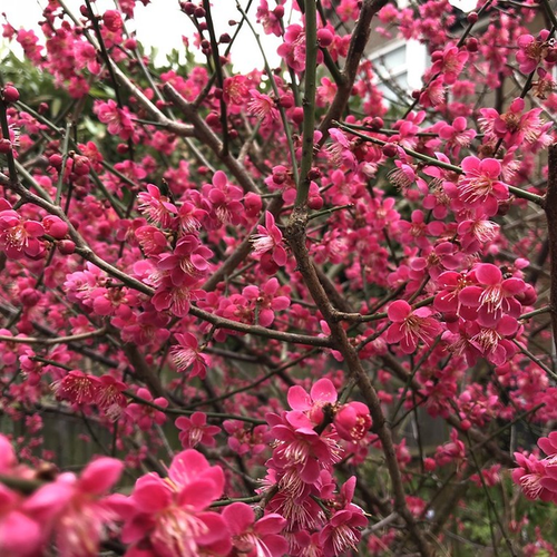 Prunus cerasifera 'Nigra'
