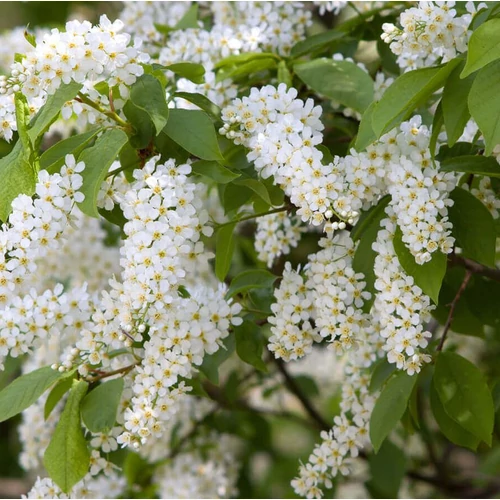 Prunus padus