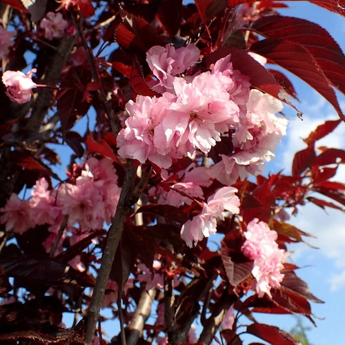 Prunus serrulata 'Royal Burgundi'