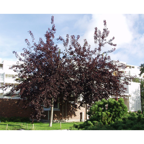 Prunus virginiana 'Schubert'