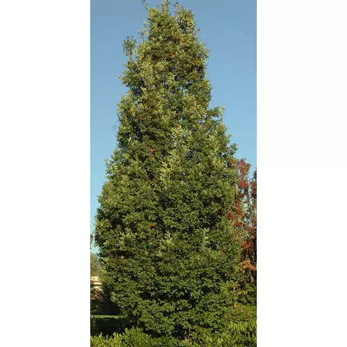 Tölgy hibrid oszlopos- Quercus bimundorum ‘Crimson Spire’ 80/100cm K10,5l