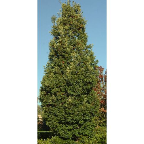 Tölgy hibrid oszlopos- Quercus bimundorum ‘Crimson Spire’ 200/250cm K7,5l