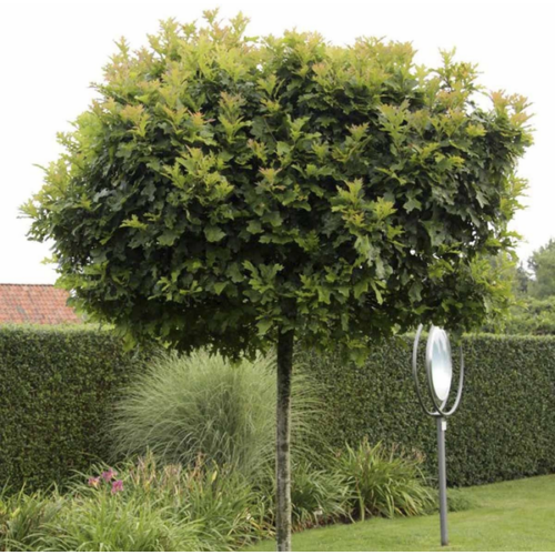 Quercus palustris 'Green Dwarf'