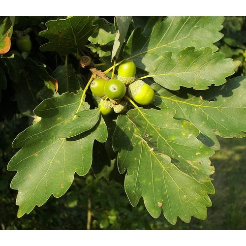 Quercus petraea