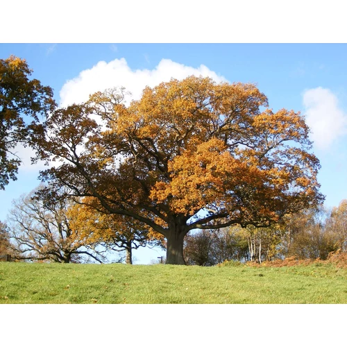 Quercus robur