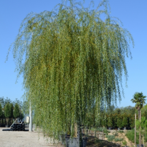 Salix alba 'Vitellina Pendula'
