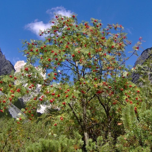 Sorbus 'Titan'