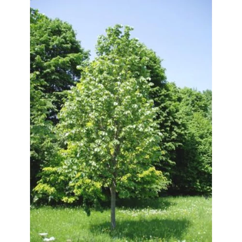 Tilia argentea 'Szeleste'