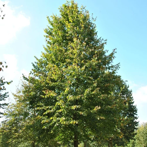 Tilia cordata