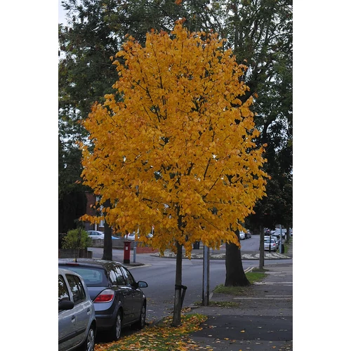 Tilia mongolica 'Harvest Gold'