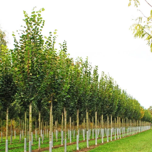 Tilia plathyphylla 'Örebro'