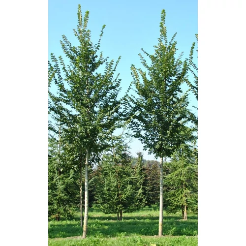 Ulmus LUTECE 'Nanguen' 