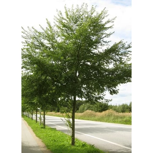 Ulmus RESISTA 'Sapporo Gold'