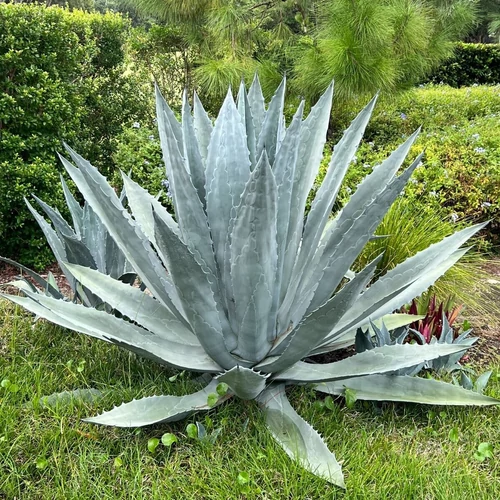 Agave americana