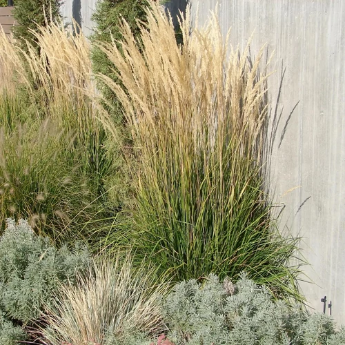 Calamagrostis acutiflora 'Karl Foerster'