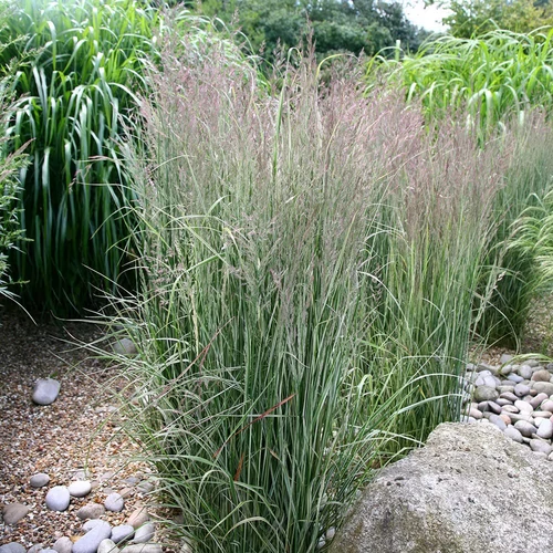 Calamagrostis acutiflora 'Overdam'