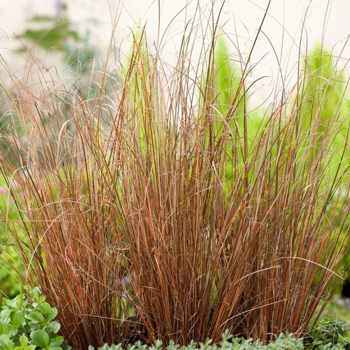 Carex buchananii 'Red Rooster'