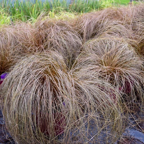Carex comans 'Bronco'