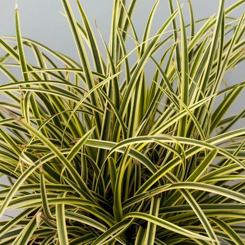 Carex morrowii 'Vanilla Ice'